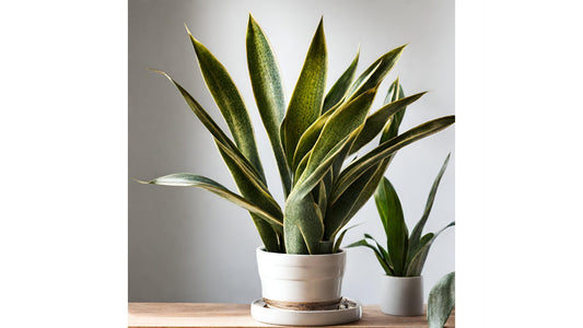 15 Top Tips for Growing a Healthy Snake Plant (Sansevieria)