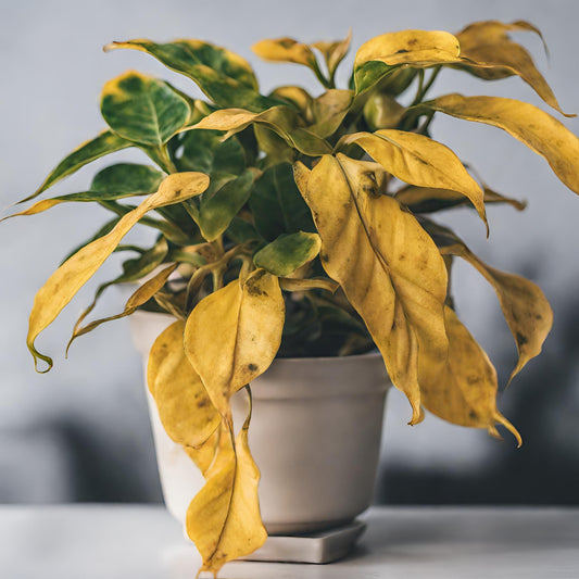 Troubleshooting Common Houseplant Problems: Yellow Leaves, Wilting, and More with FloraBox