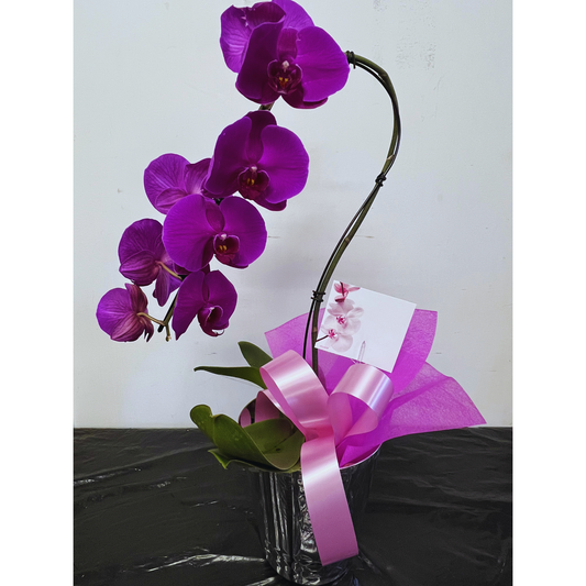 Purple Orchid