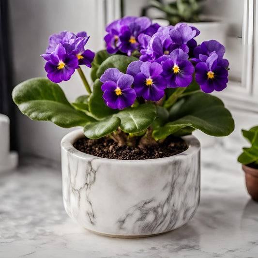 African violet (Saintpaulia) - FloraBox