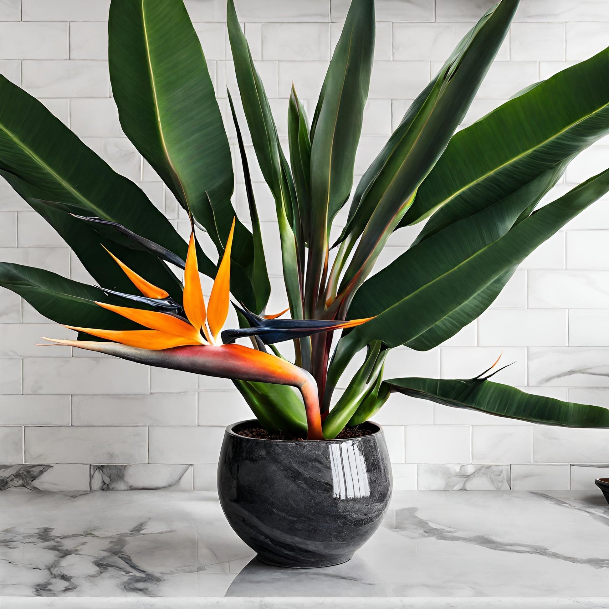 Bird of Paradise (Strelitzia Nicolai) - FloraBox