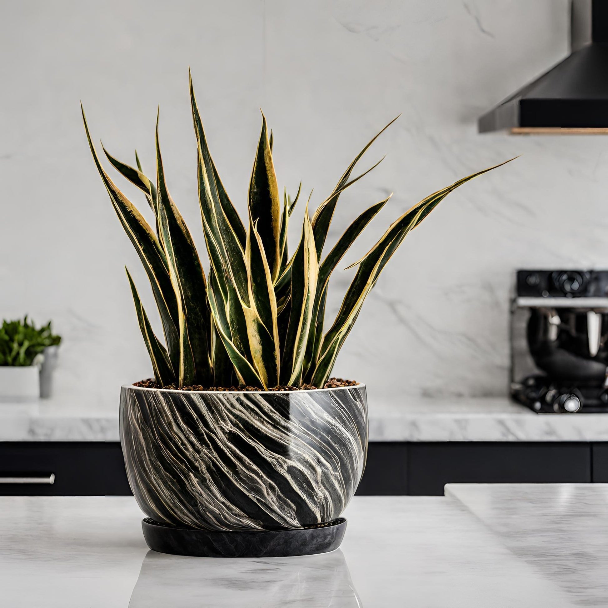 Black Gold (Sansevieria trifasciata) - FloraBox