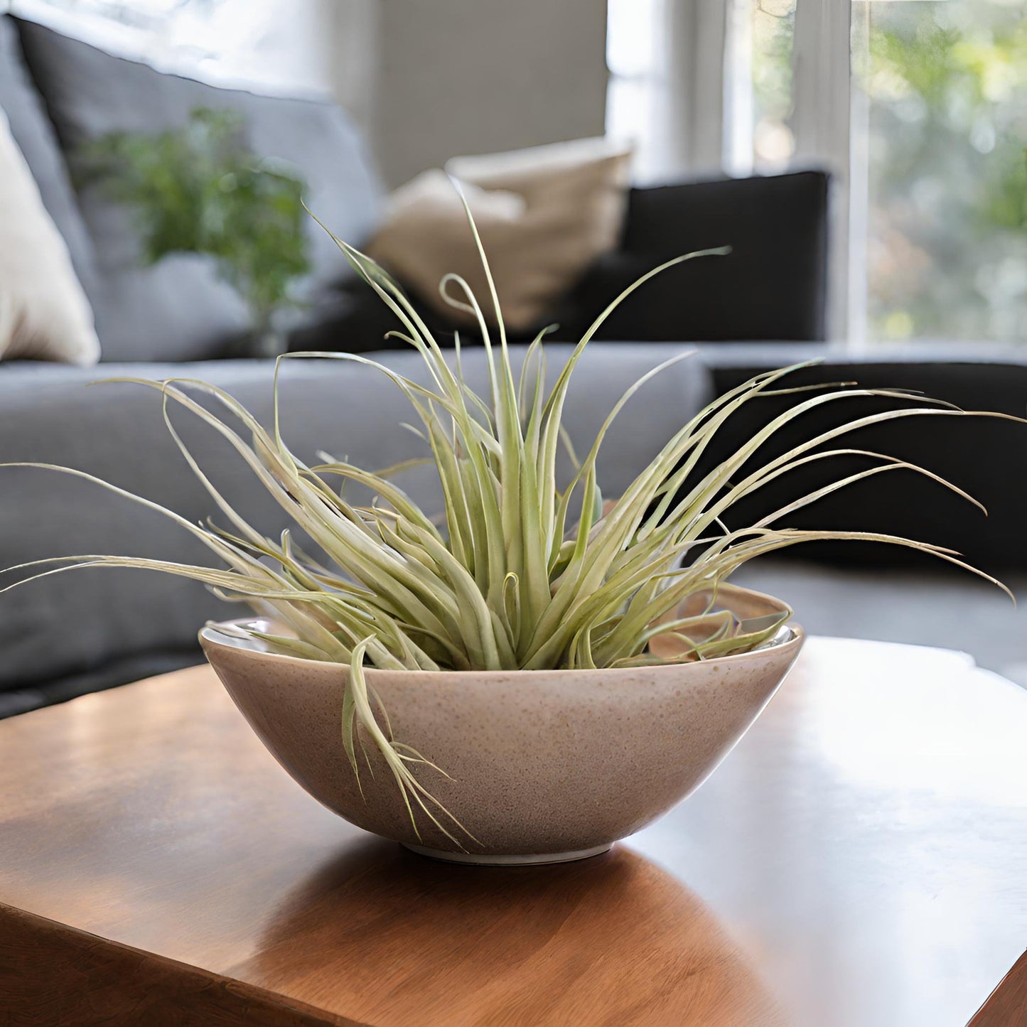 Capitata Peach (Tillandsia) - FloraBox