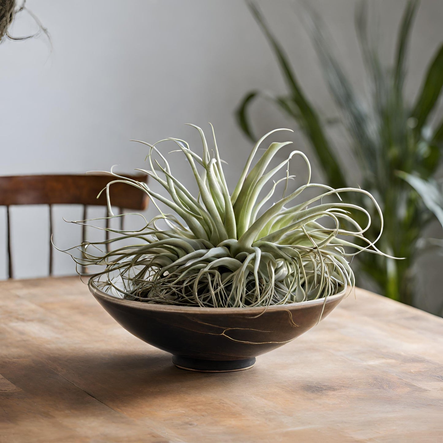 Caput Medusae (Tillandsia) - FloraBox