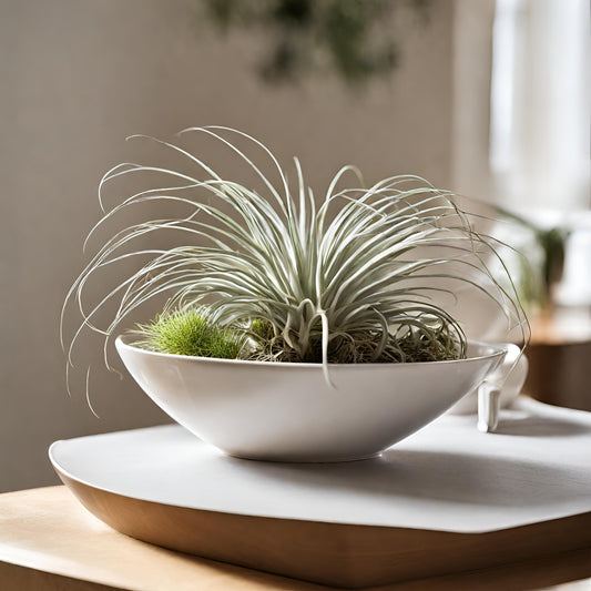 Curley Slim (Tillandsia) - FloraBox