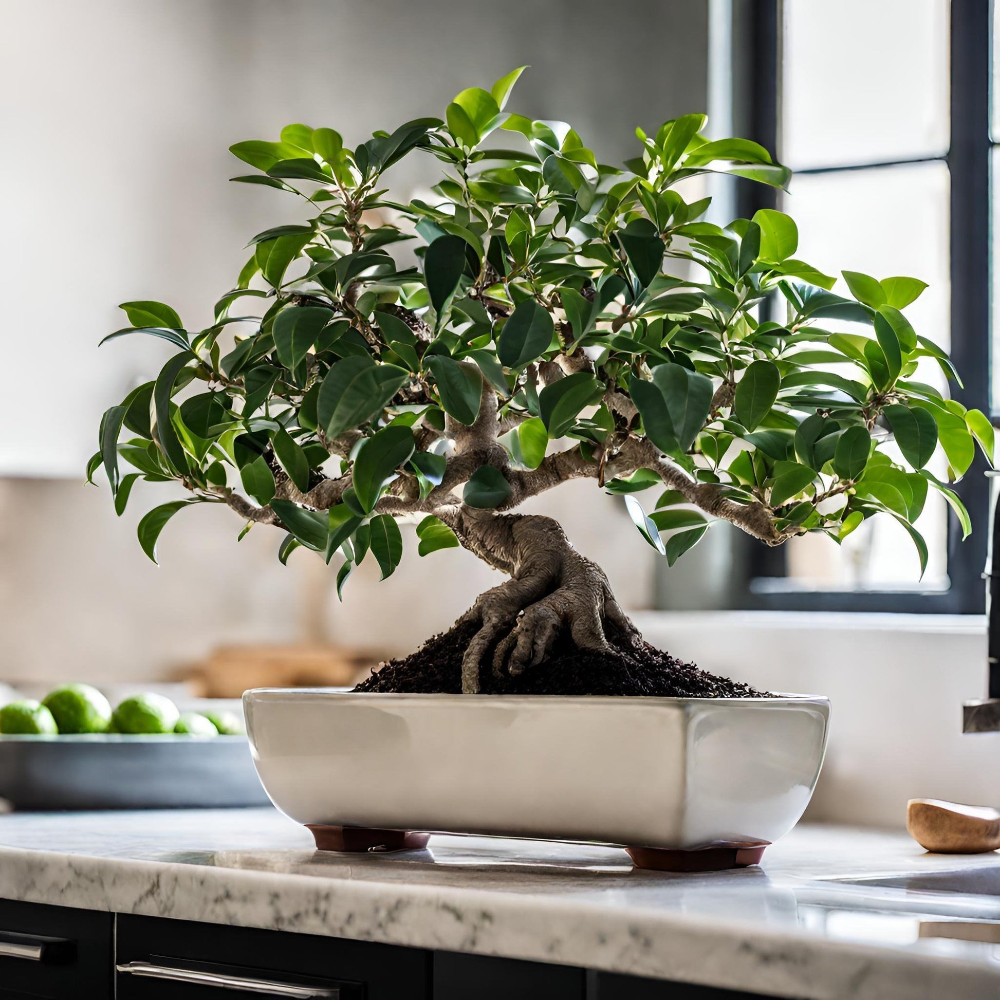 Ficus Retusa (Bonsai) - FloraBox