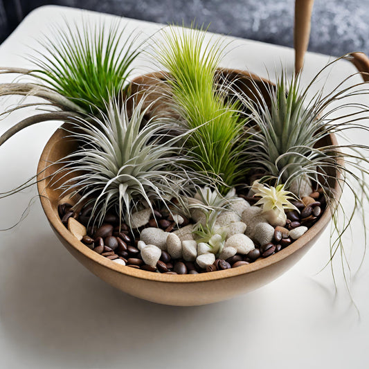 Ionantha (Tillandsia) - FloraBox