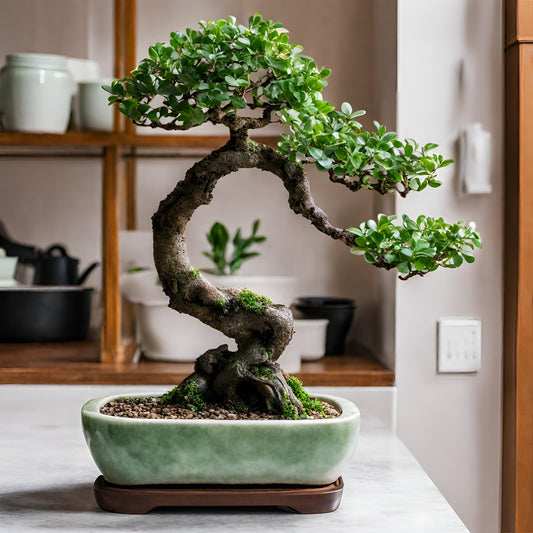 Jade (Bonsai) - FloraBox