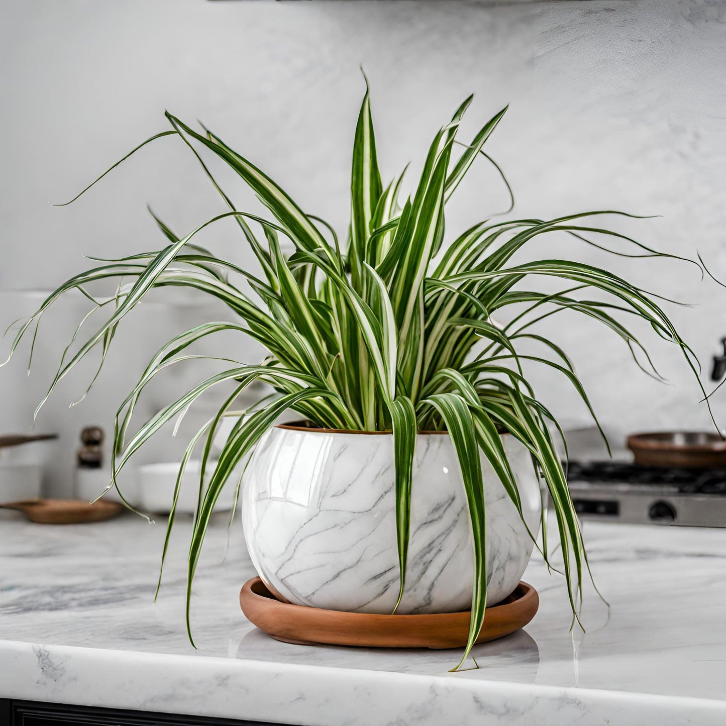 Spider Plant (Chlorophytum comosum)