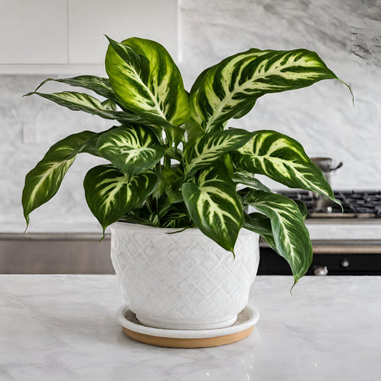 Tropical Snow (Dieffenbachia)