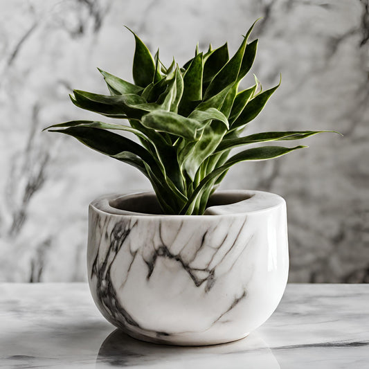 Twister (Dracaena)